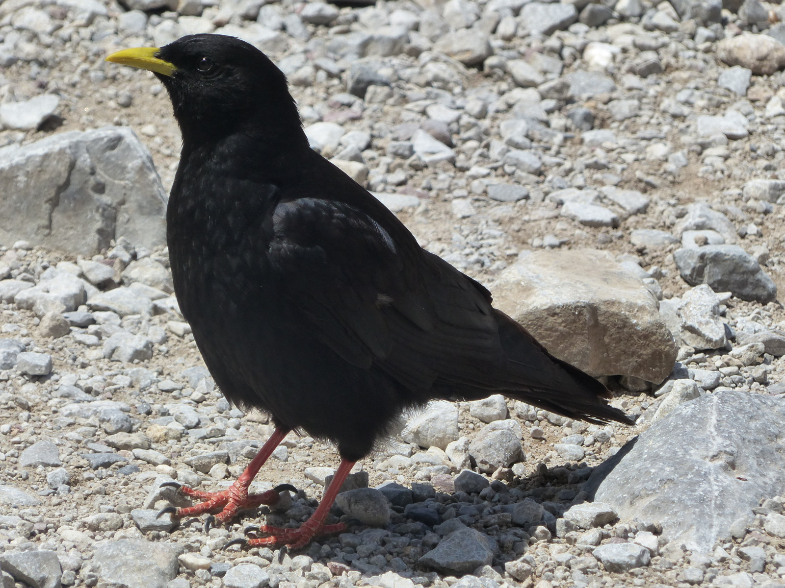 image Yellow-billed Chough